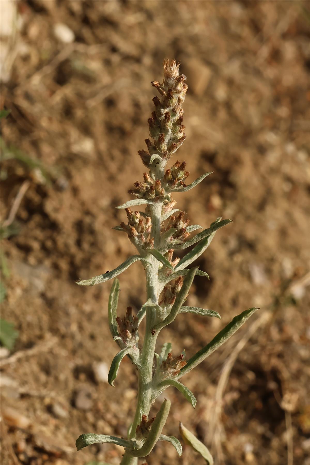 Gamochaeta subfalcata (door Willem Braam)