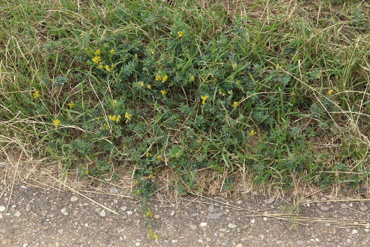 Medicago falcata (door Willem Braam)