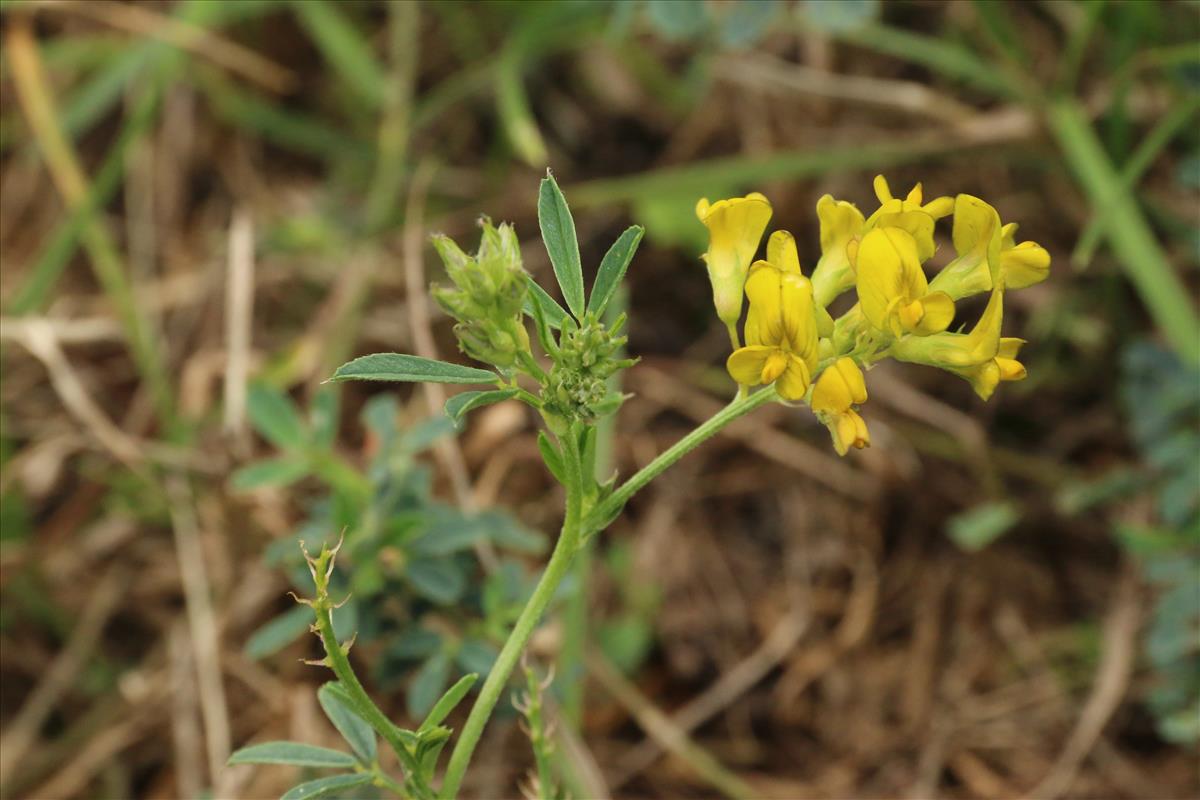 Medicago falcata (door Willem Braam)