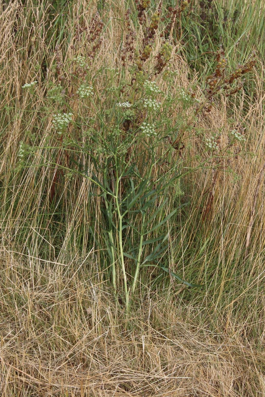 Falcaria vulgaris (door Willem Braam)