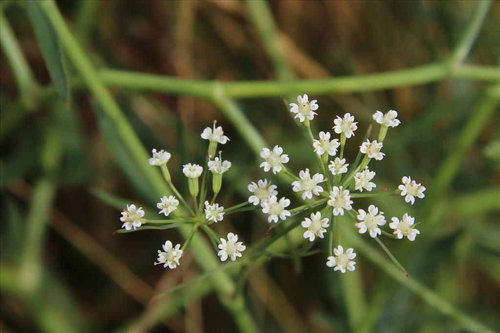 Falcaria vulgaris (door Willem Braam)