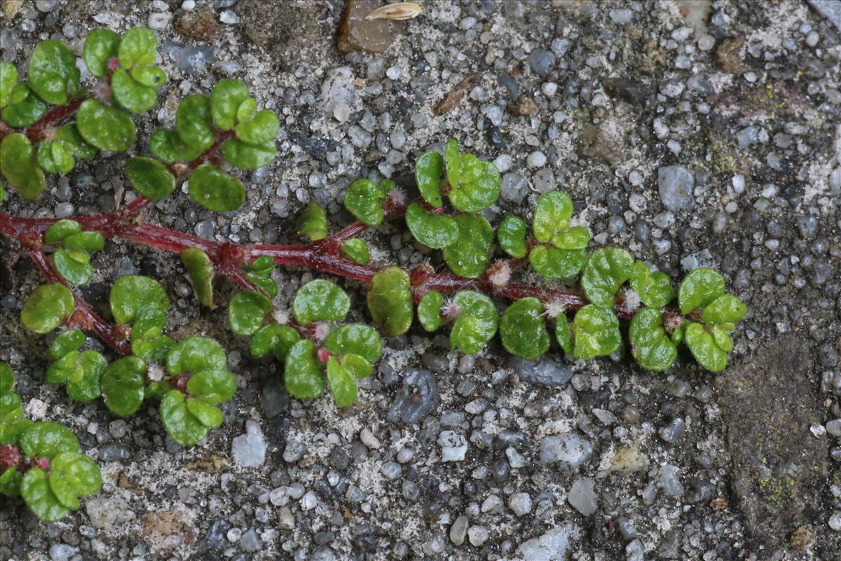 Soleirolia soleirolii (door Willem Braam)