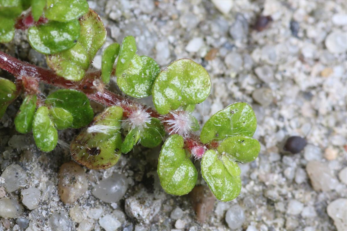 Soleirolia soleirolii (door Willem Braam)