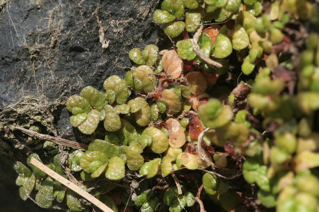 Soleirolia soleirolii (door Willem Braam)