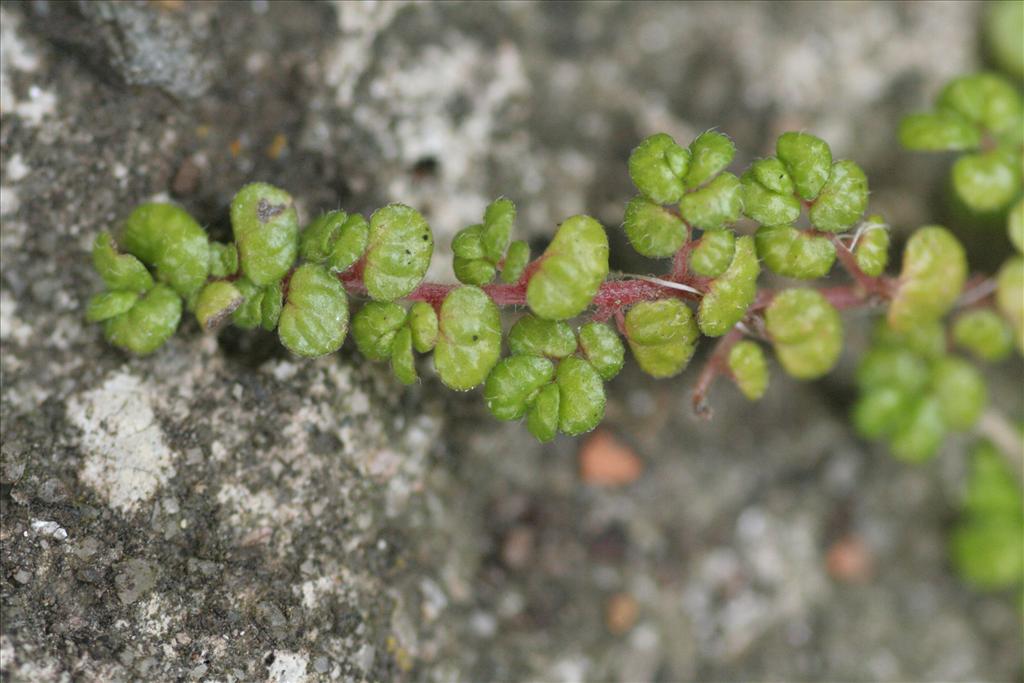 Soleirolia soleirolii (door Willem Braam)