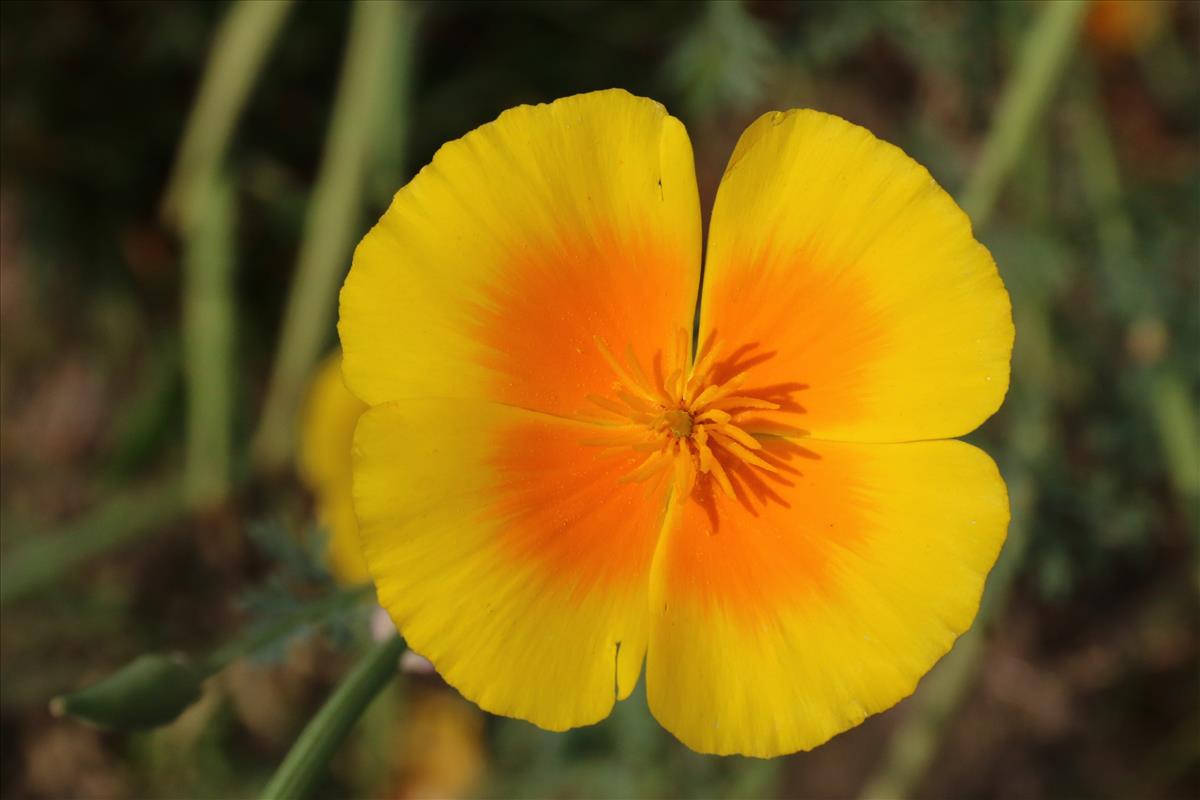 Eschscholzia californica (door Willem Braam)