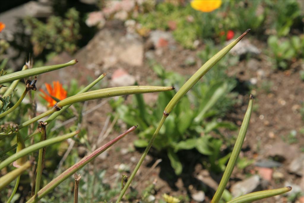 Eschscholzia californica (door Willem Braam)