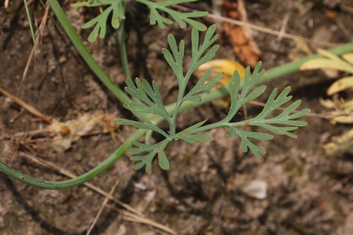 Eschscholzia californica (door Willem Braam)