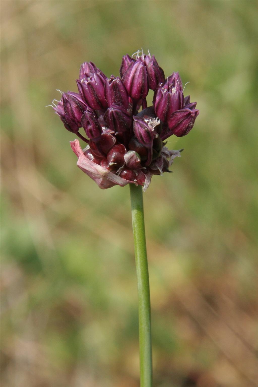 Allium scorodoprasum (door Willem Braam)