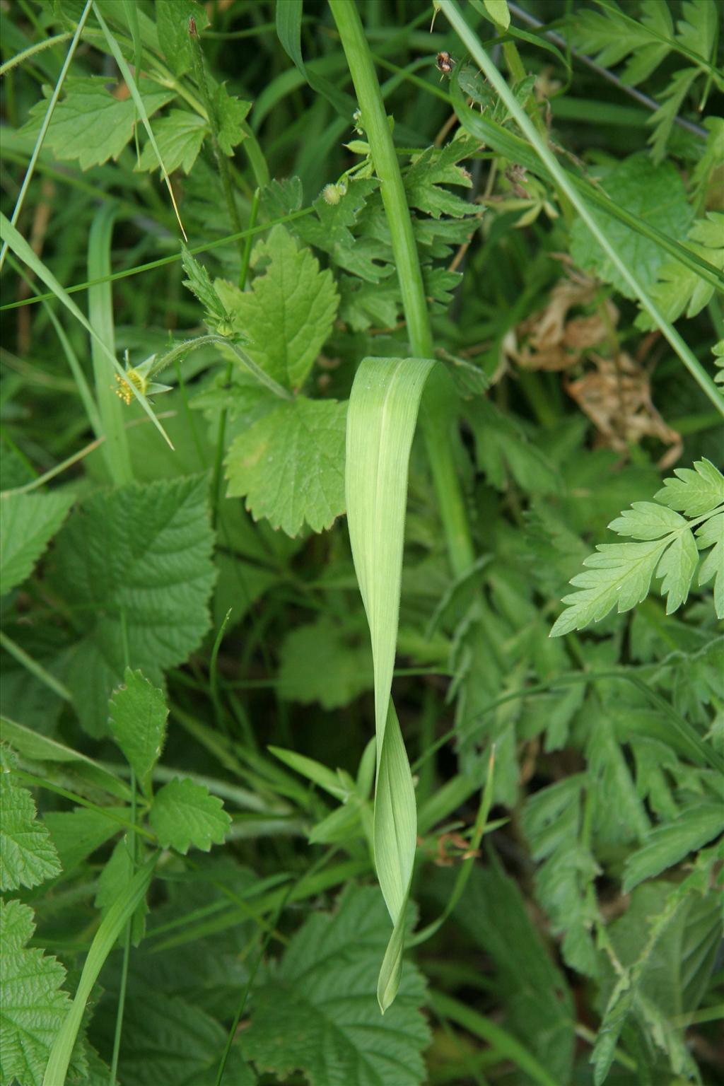 Allium scorodoprasum (door Willem Braam)