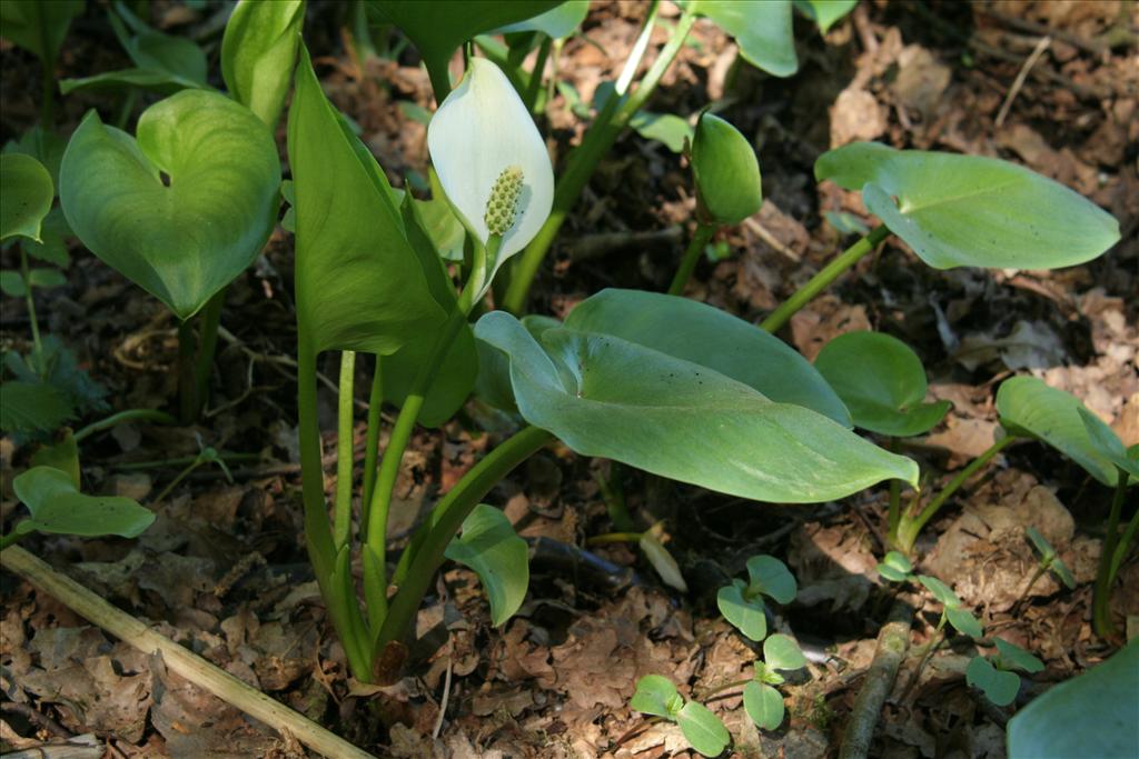 Calla palustris (door Willem Braam)