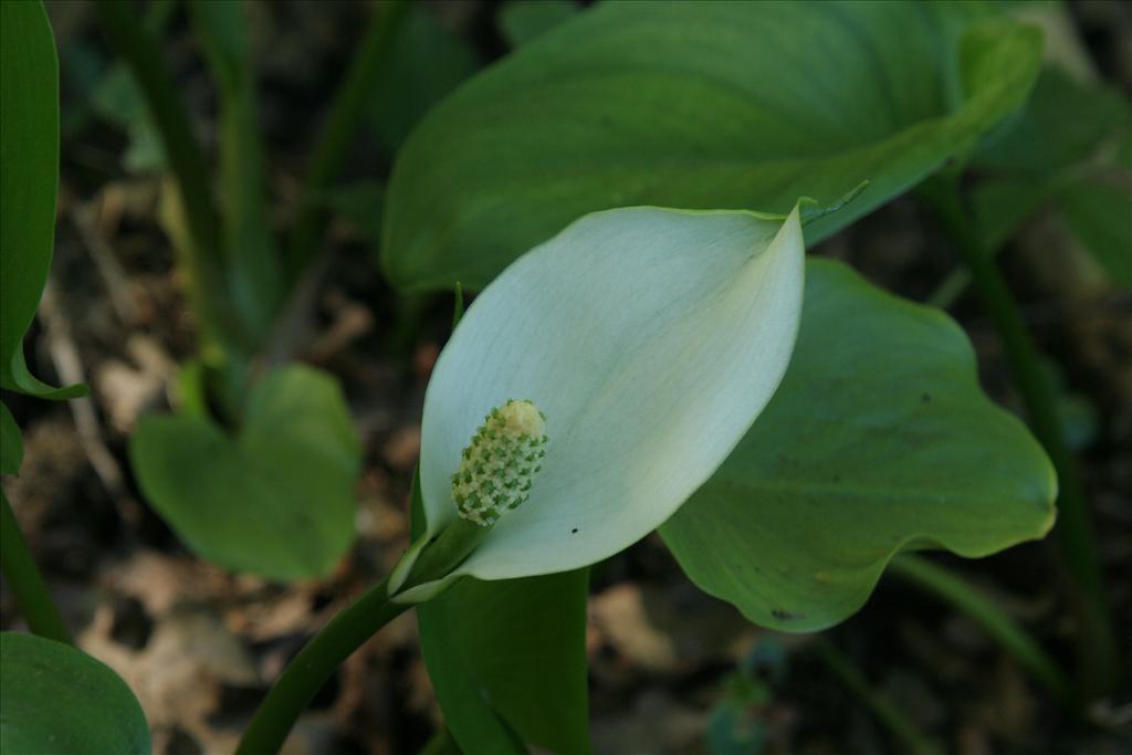 Calla palustris (door Willem Braam)