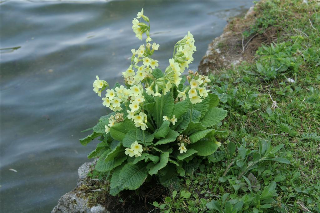 Primula elatior (door Willem Braam)