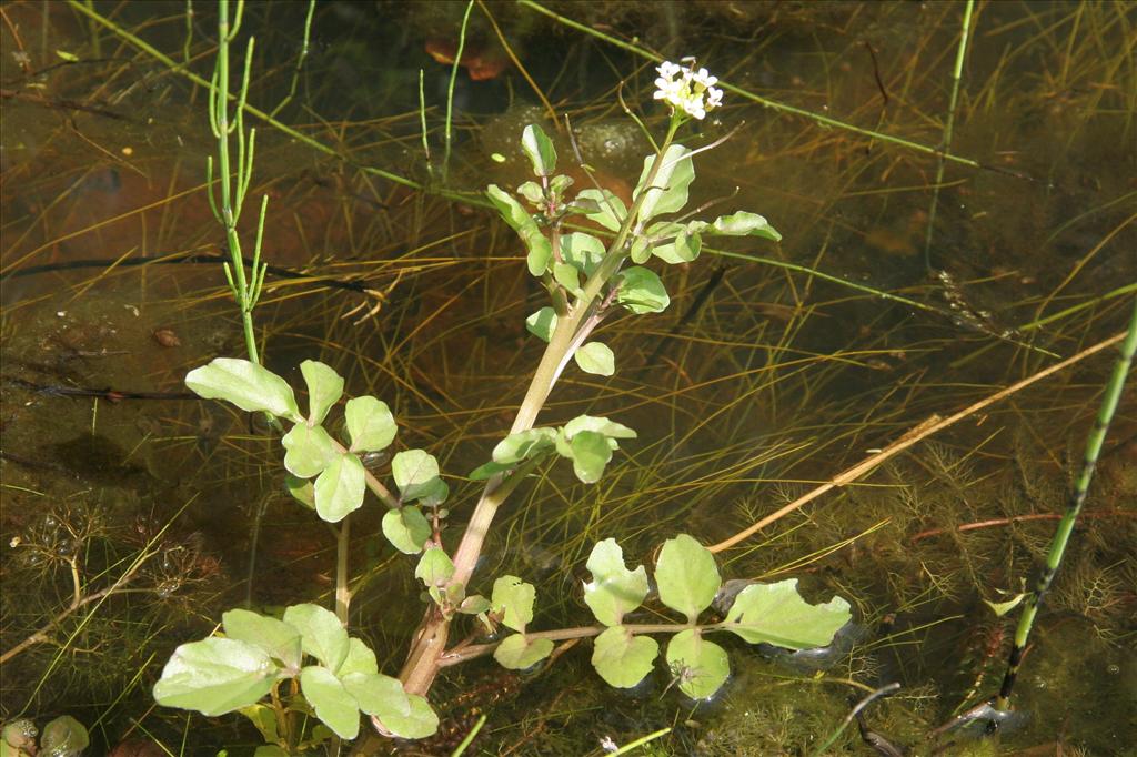 Nasturtium microphyllum (door Willem Braam)