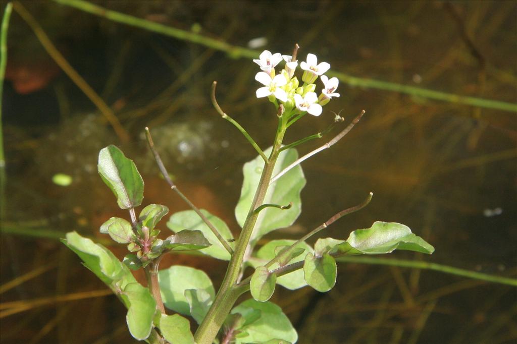 Nasturtium microphyllum (door Willem Braam)