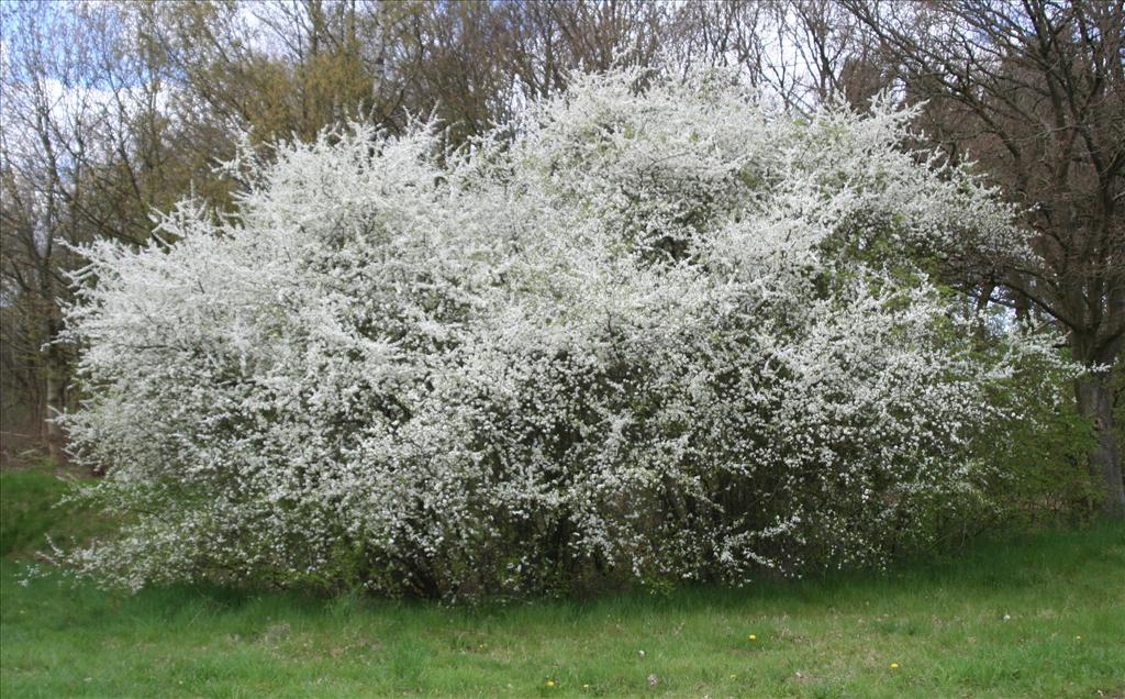 Prunus spinosa (door Willem Braam)
