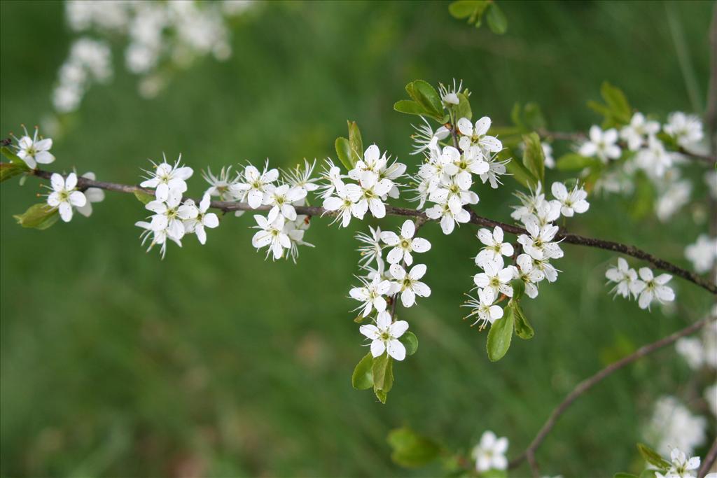 Prunus spinosa (door Willem Braam)