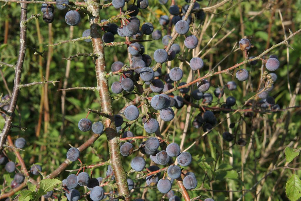 Prunus spinosa (door Willem Braam)