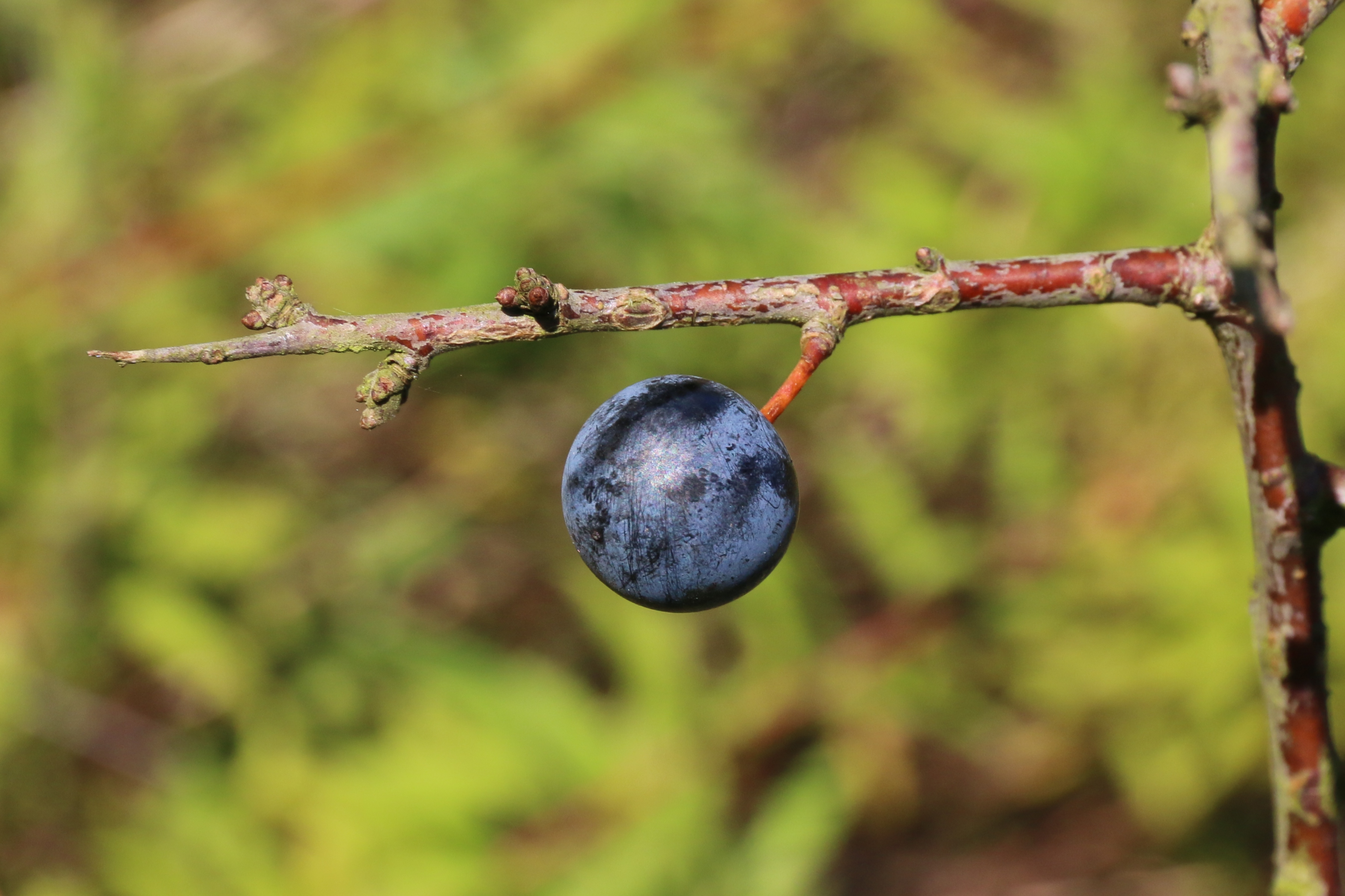 Prunus spinosa (door Willem Braam)