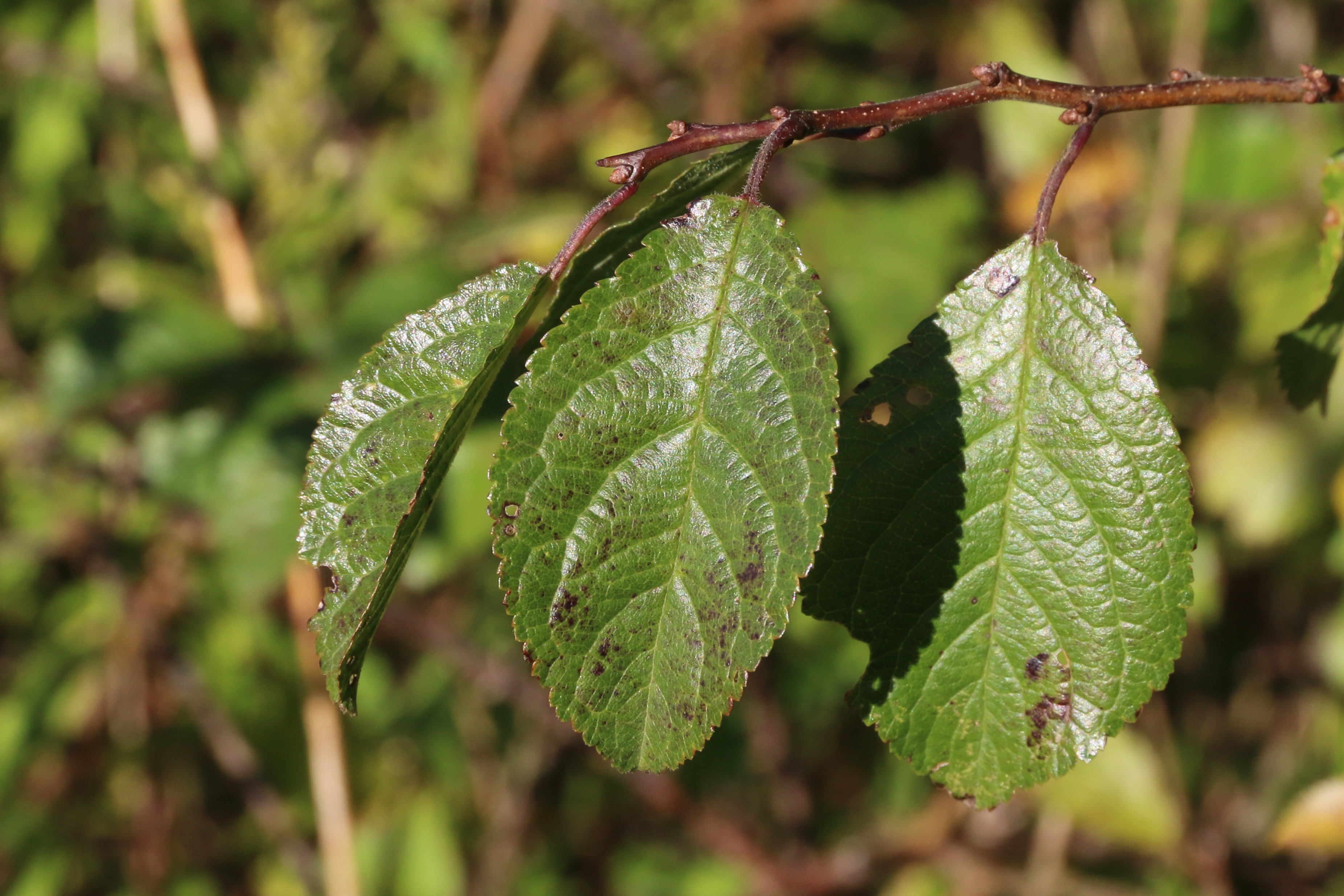 Prunus spinosa (door Willem Braam)