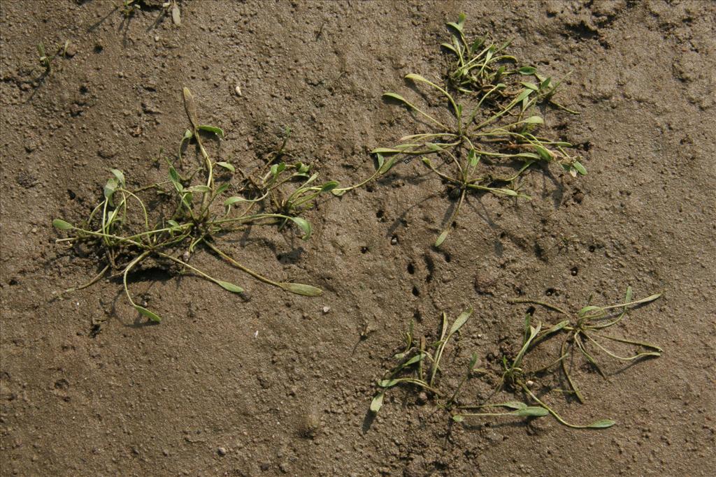 Limosella aquatica (door Willem Braam)