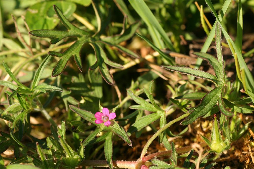 Geranium dissectum (door Willem Braam)