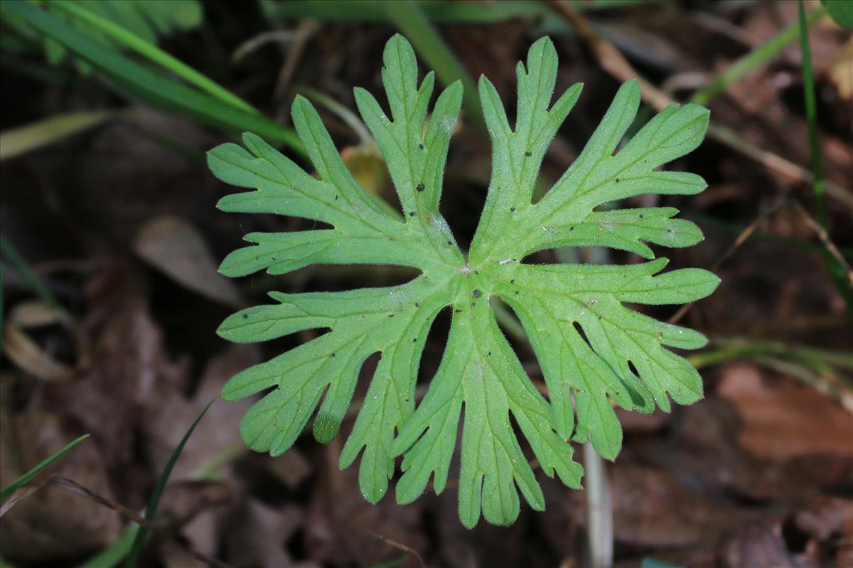 Geranium dissectum (door Willem Braam)