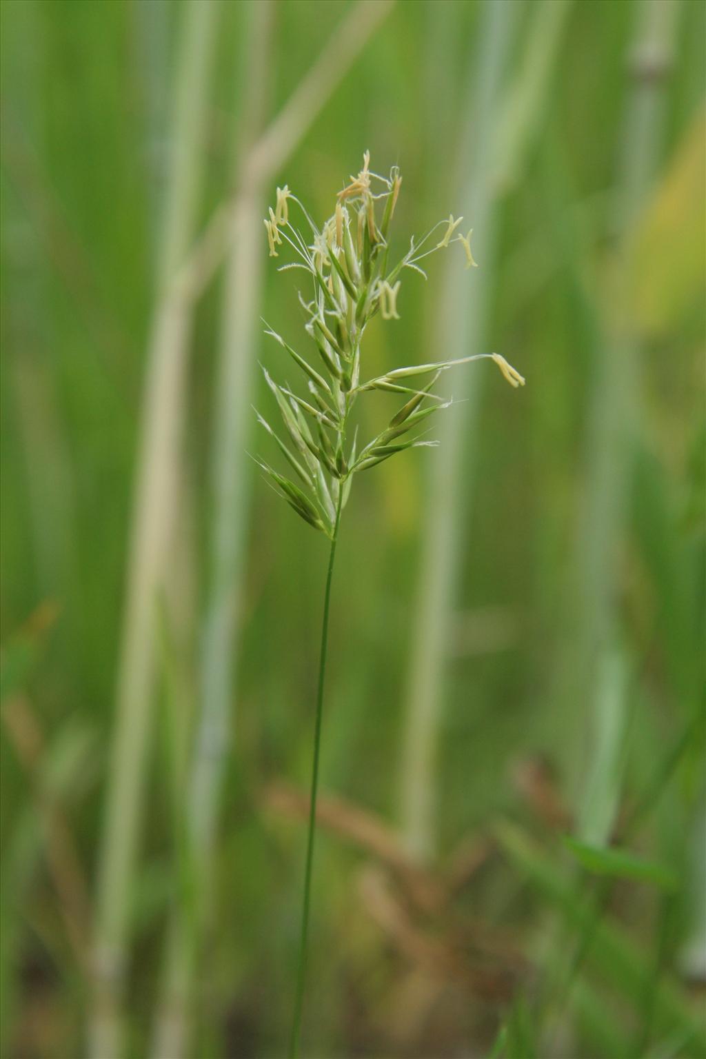 Anthoxanthum aristatum (door Willem Braam)