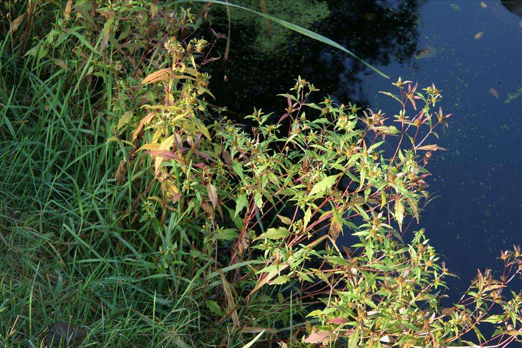 Bidens connata (door Willem Braam)