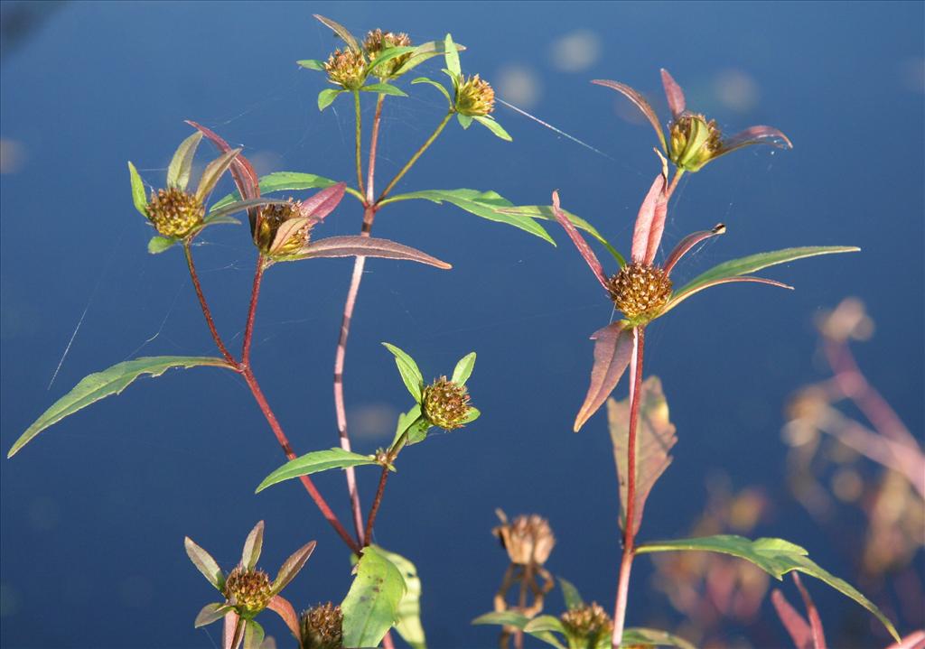 Bidens connata (door Willem Braam)