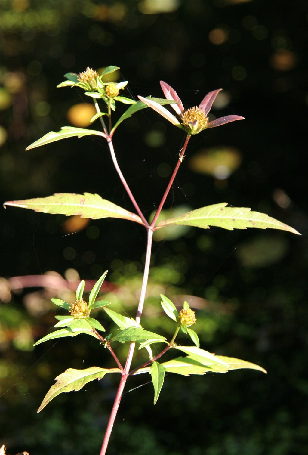 Bidens connata (door Willem Braam)