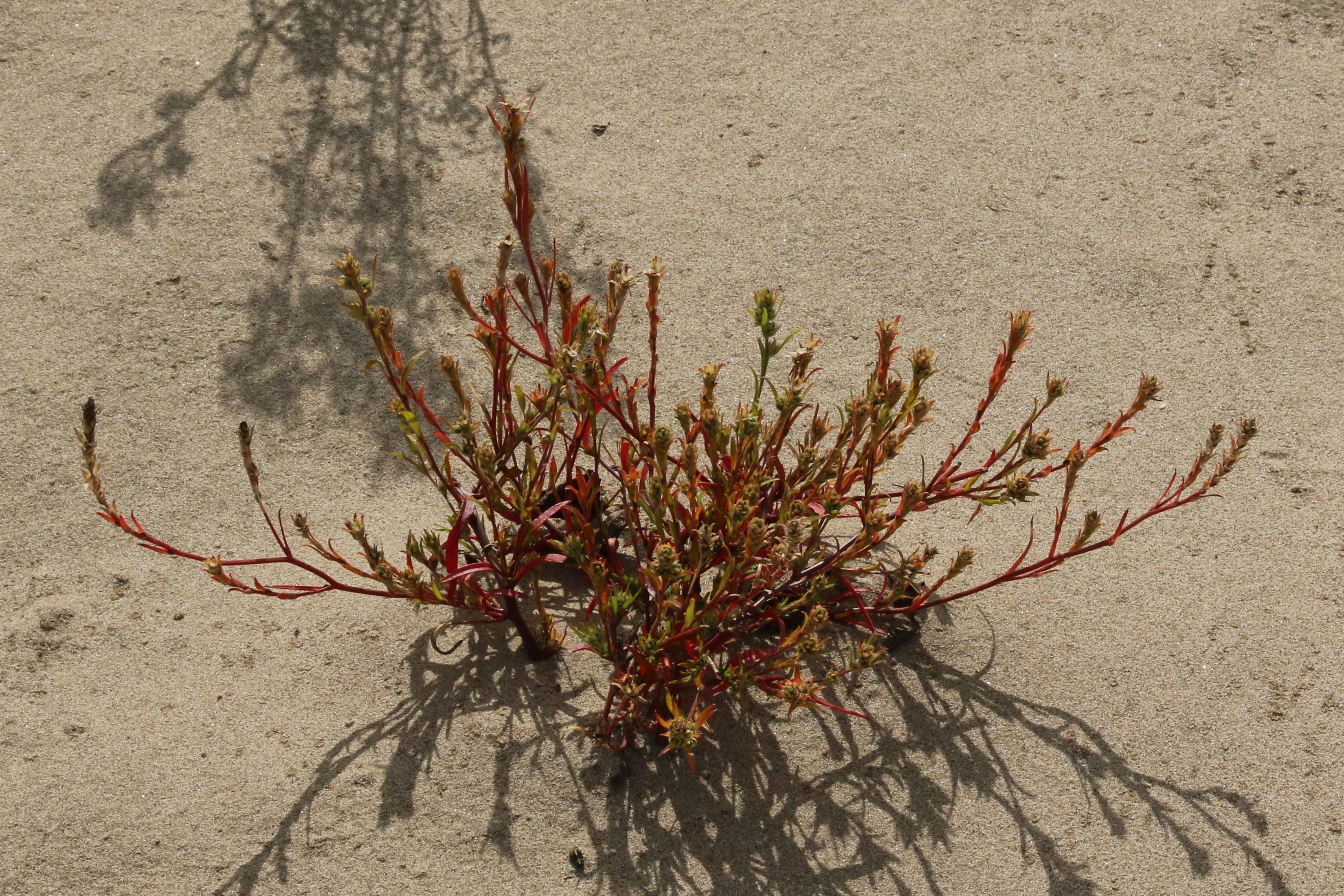 Corispermum pallasii (door Willem Braam)