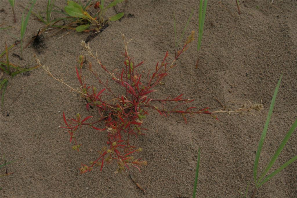 Corispermum pallasii (door Willem Braam)