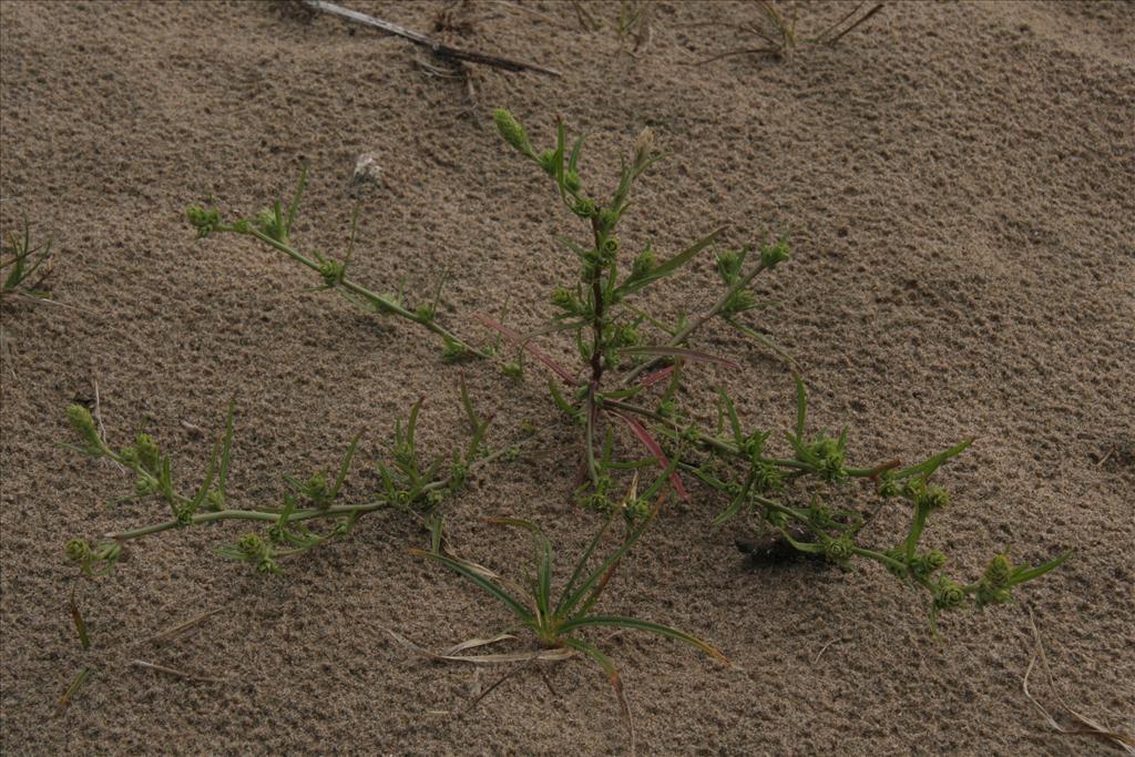 Corispermum pallasii (door Willem Braam)