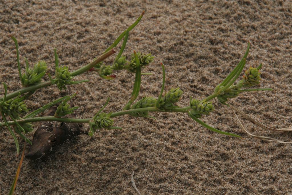 Corispermum pallasii (door Willem Braam)