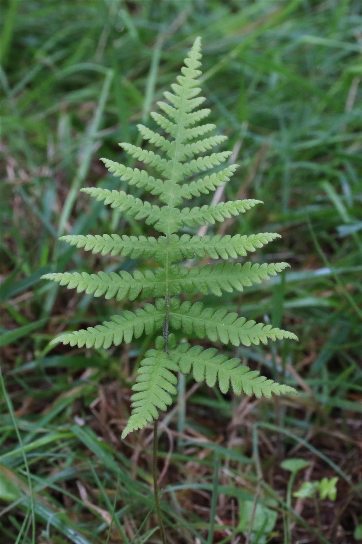 Phegopteris connectilis (door Willem Braam)