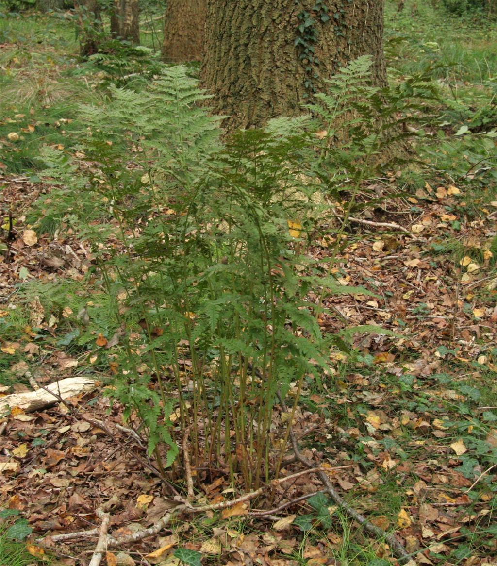 Dryopteris carthusiana (door Willem Braam)