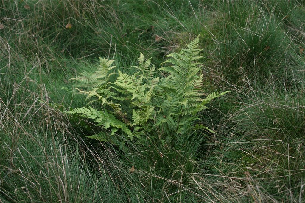 Dryopteris carthusiana (door Willem Braam)