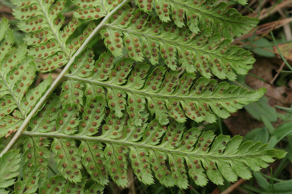 Dryopteris carthusiana (door Willem Braam)