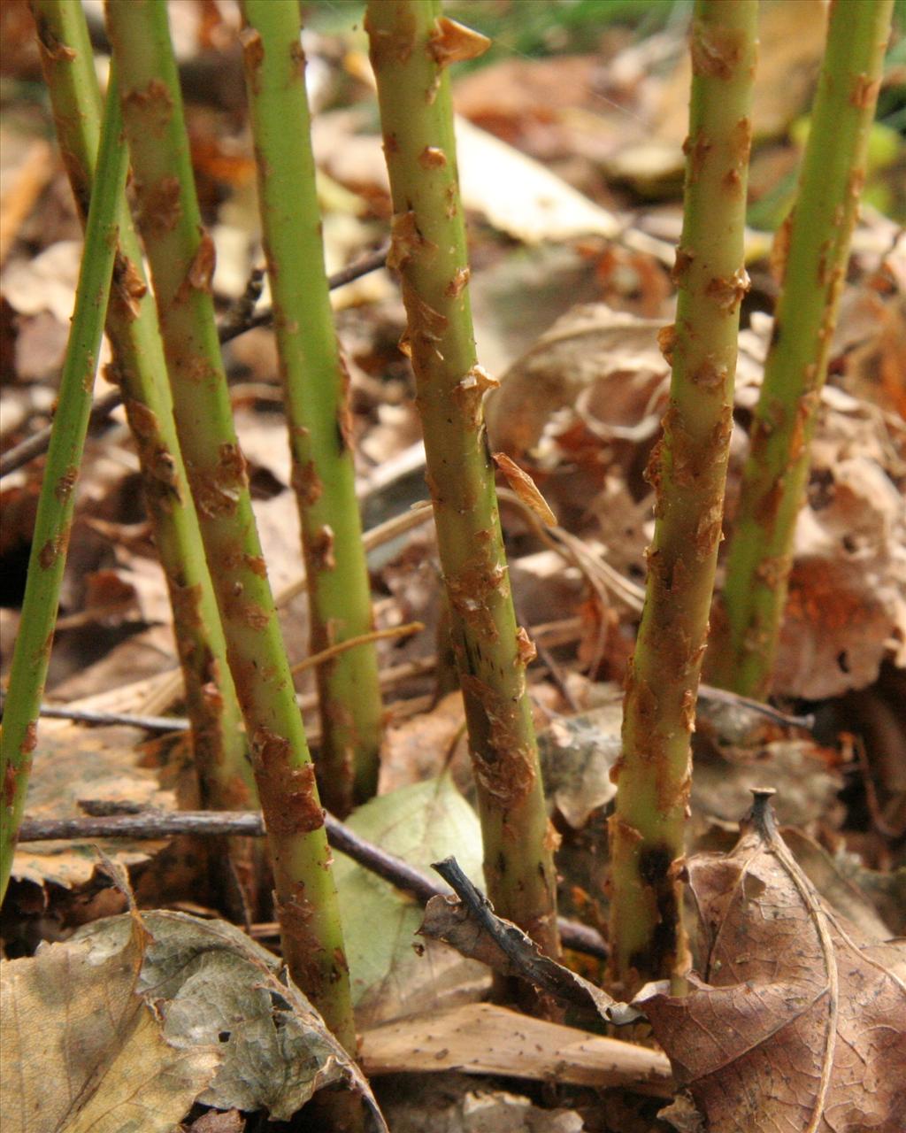 Dryopteris carthusiana (door Willem Braam)