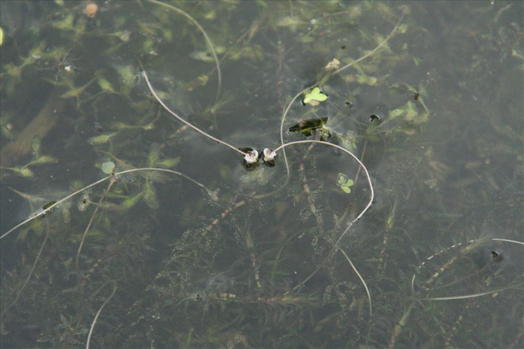 Elodea nuttallii (door Willem Braam)