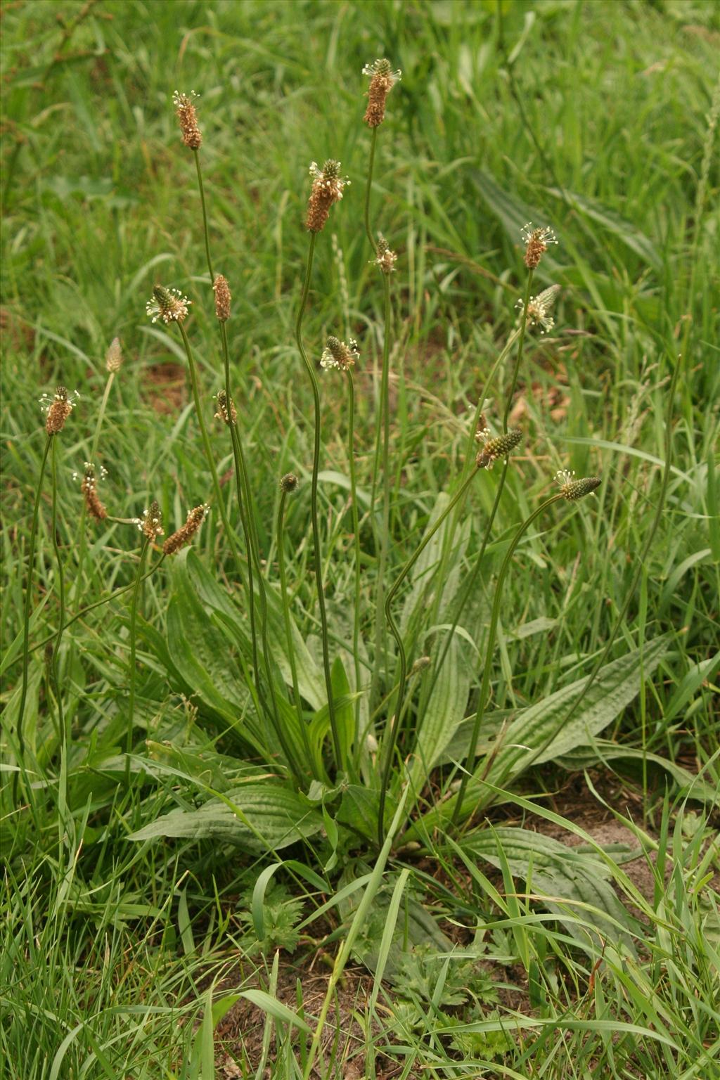 Plantago lanceolata (door Willem Braam)