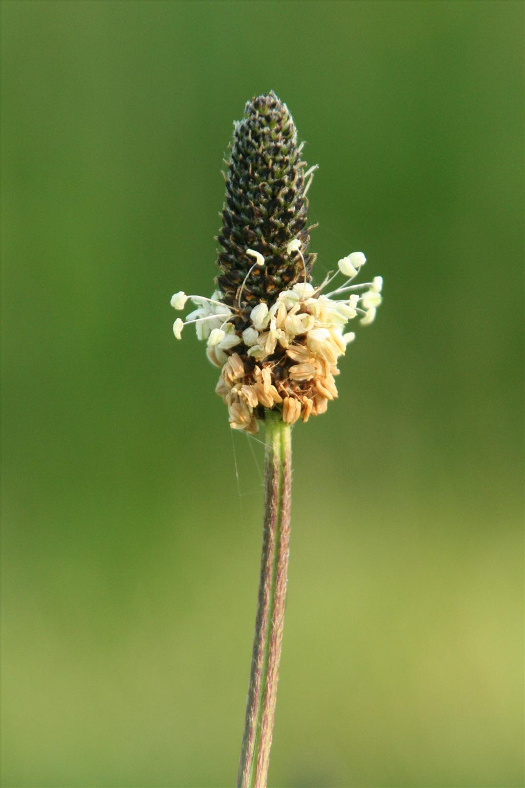 Plantago lanceolata (door Willem Braam)