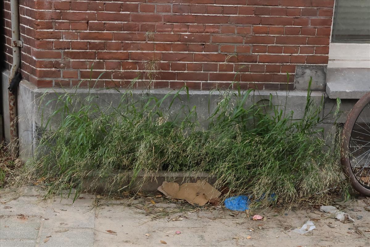 Piptatherum miliaceum (door Willem Braam)