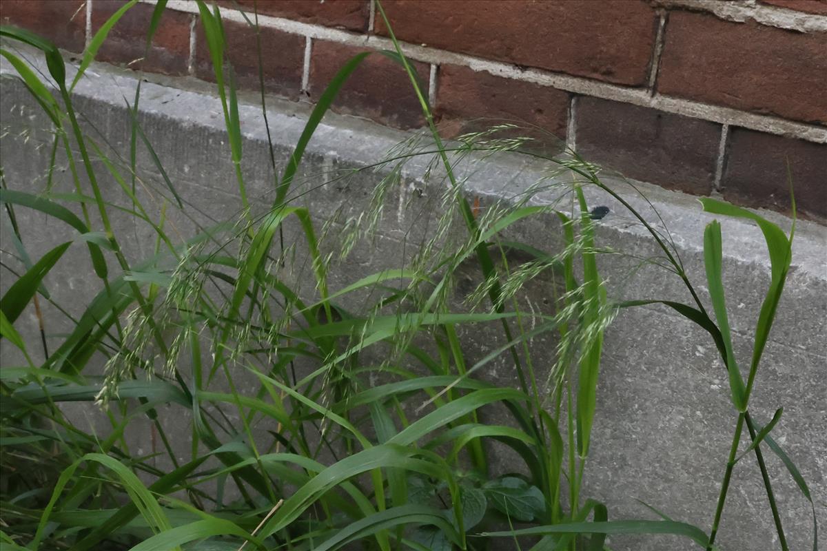 Piptatherum miliaceum (door Willem Braam)