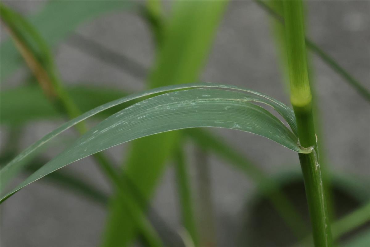 Piptatherum miliaceum (door Willem Braam)