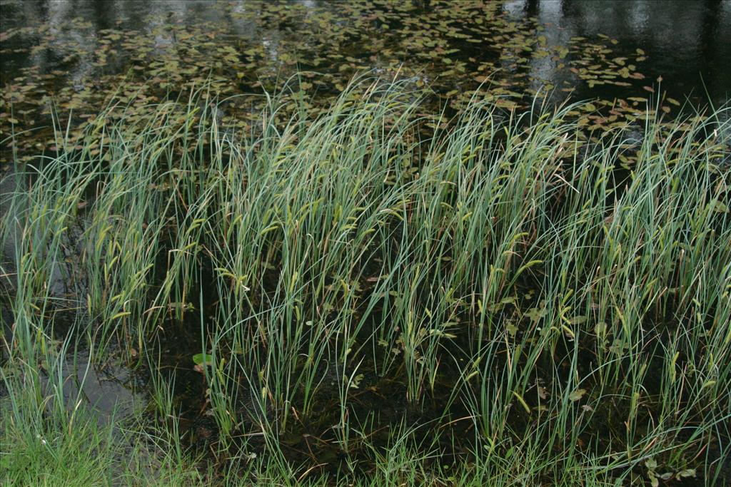 Carex rostrata (door Willem Braam)