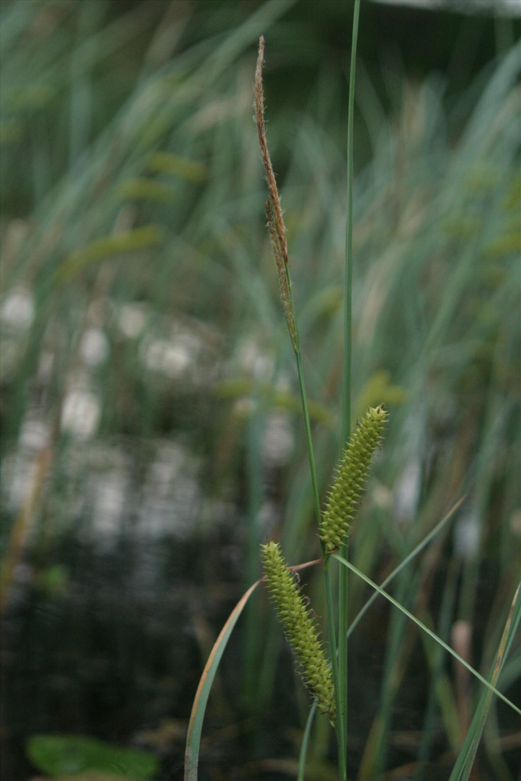 Carex rostrata (door Willem Braam)