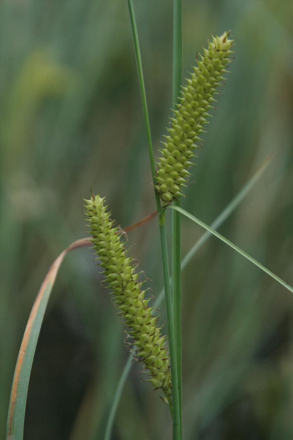Carex rostrata (door Willem Braam)