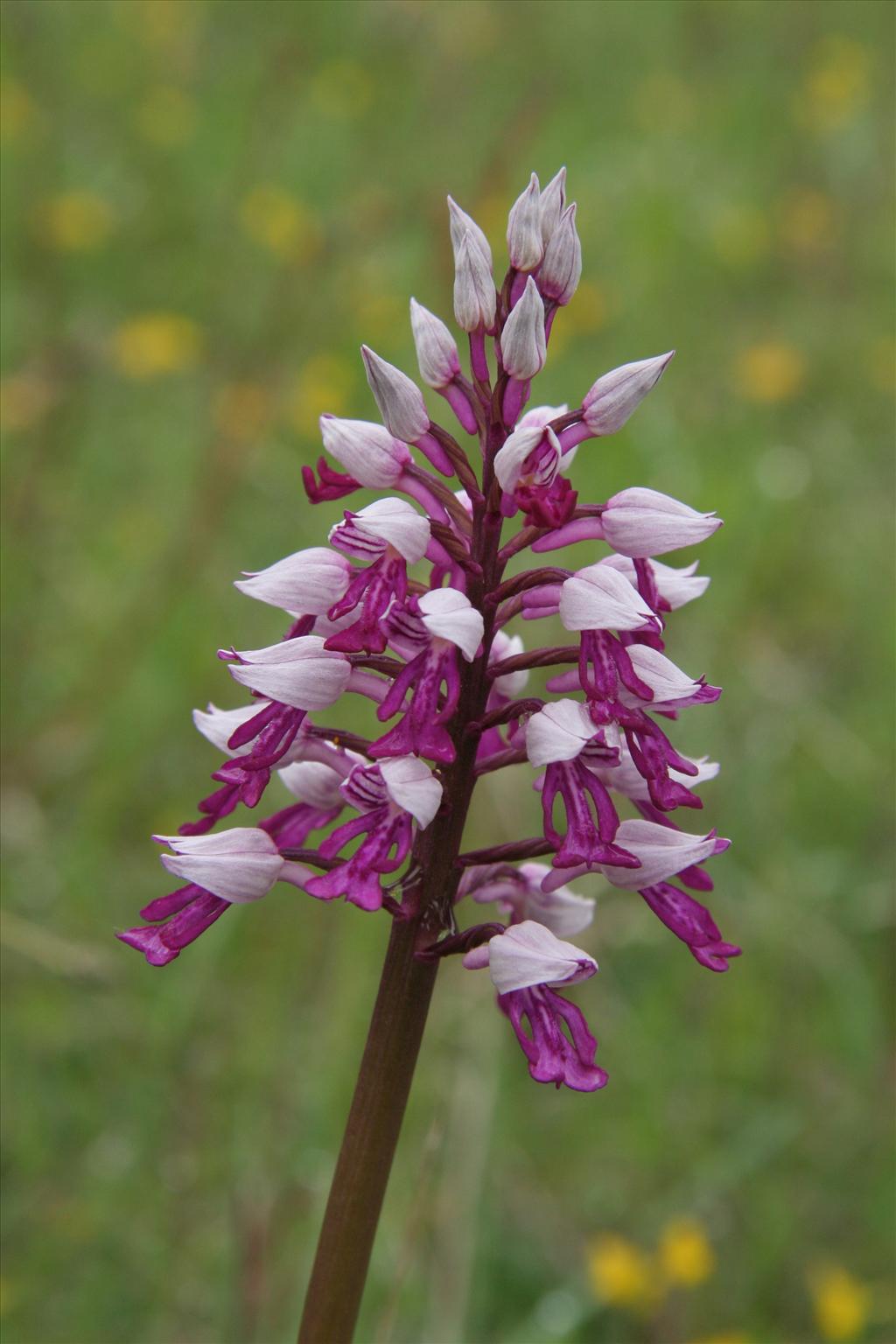 Orchis militaris (door Willem Braam)